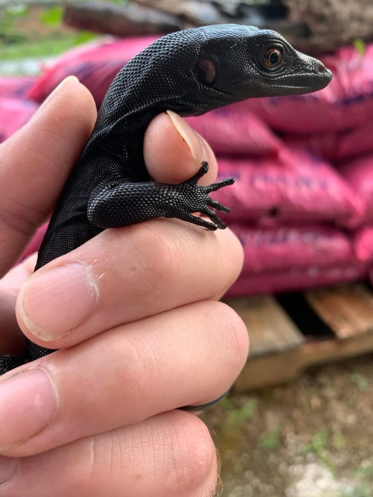 Black Dragon 66% het T- water monitor
