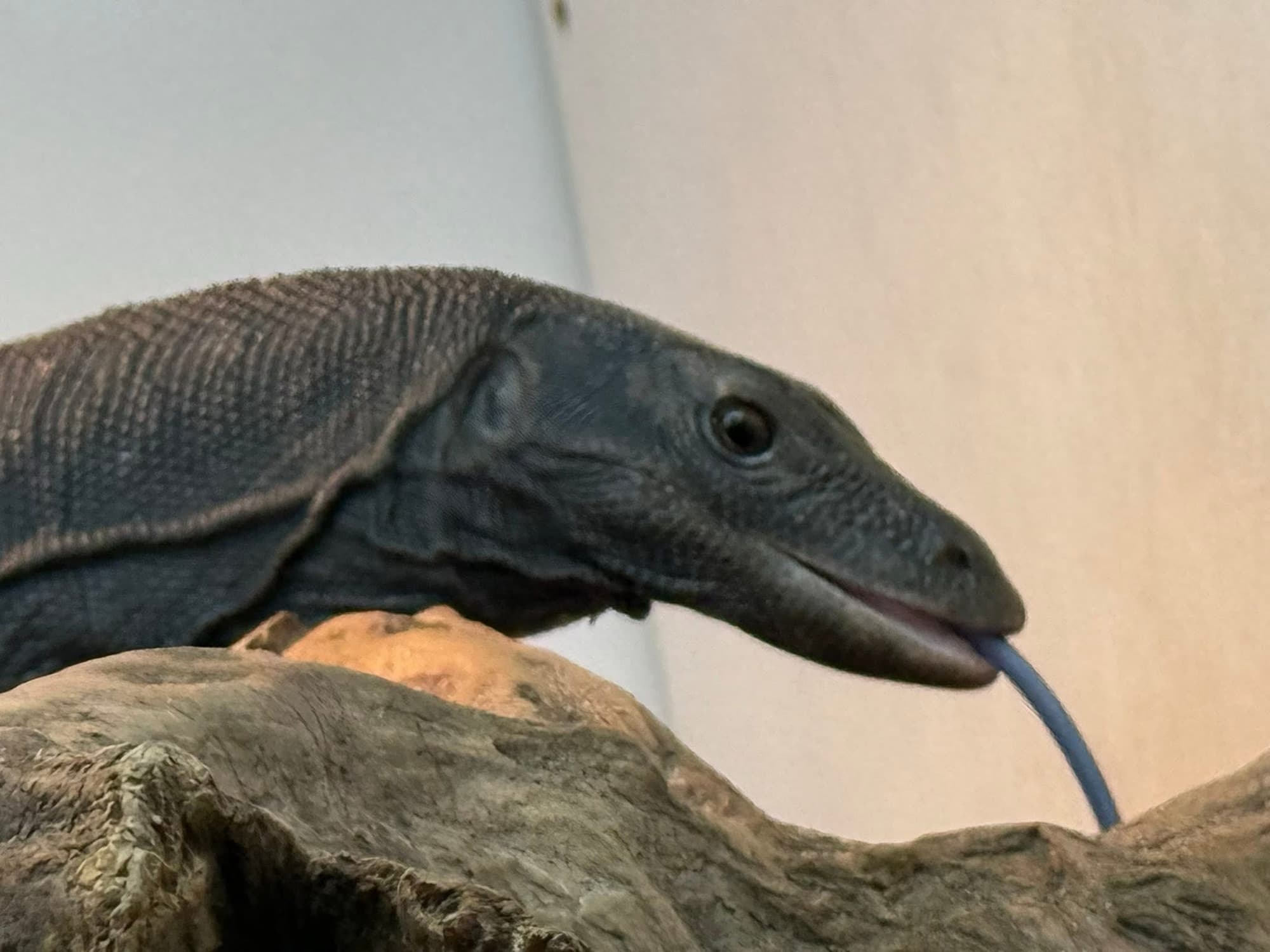 Black Dragon water monitor