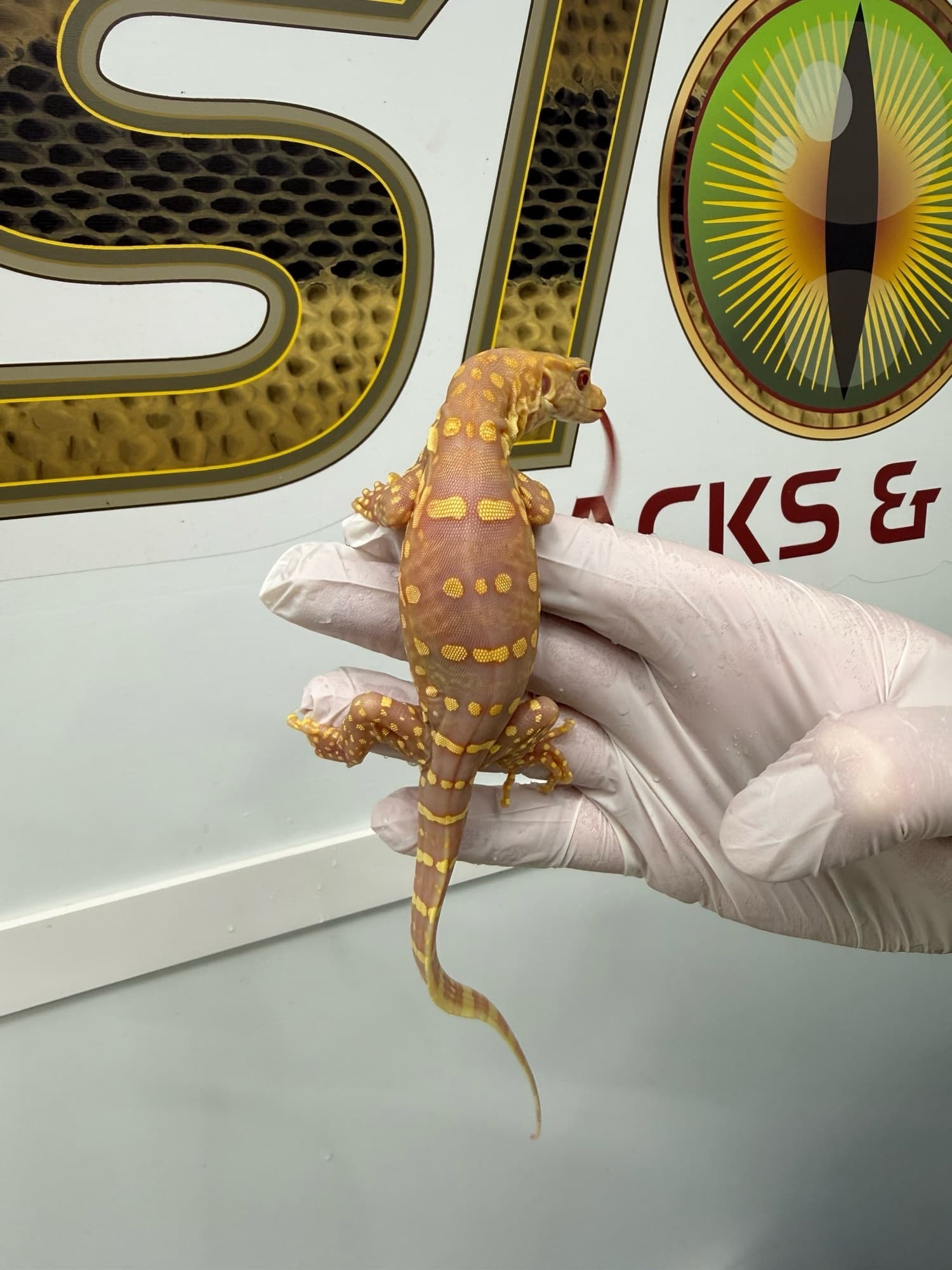 Coral albino water monitor portrait