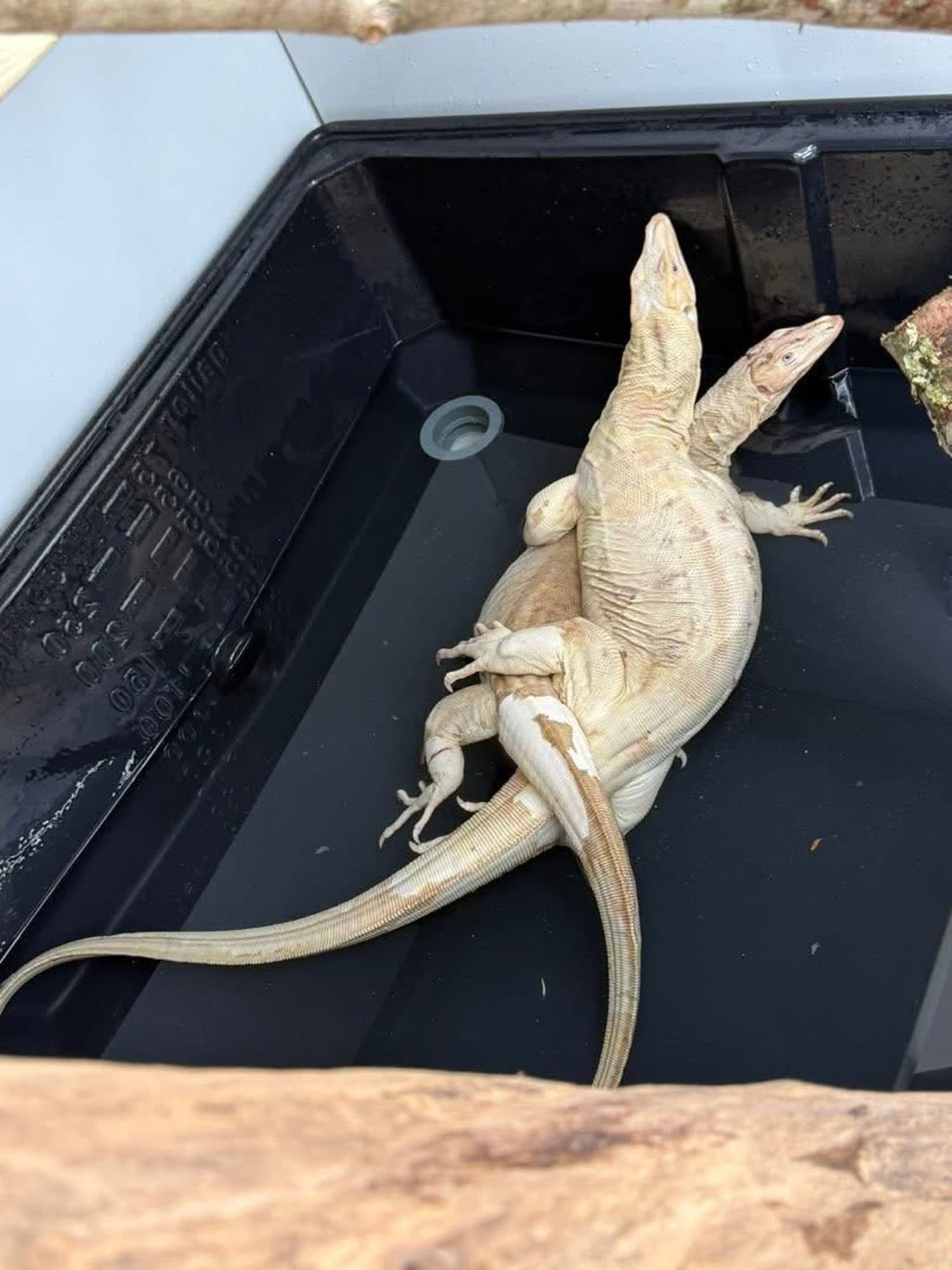 Guru-line water monitor pair