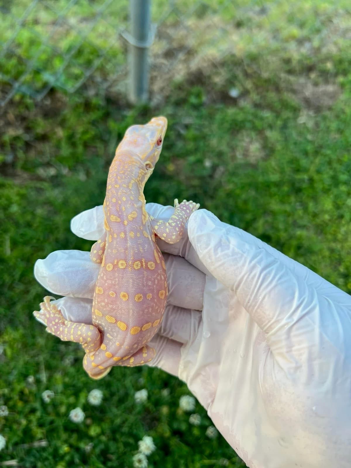 Ice Dragon (Type 2 T-) 66% Het Black Dragon