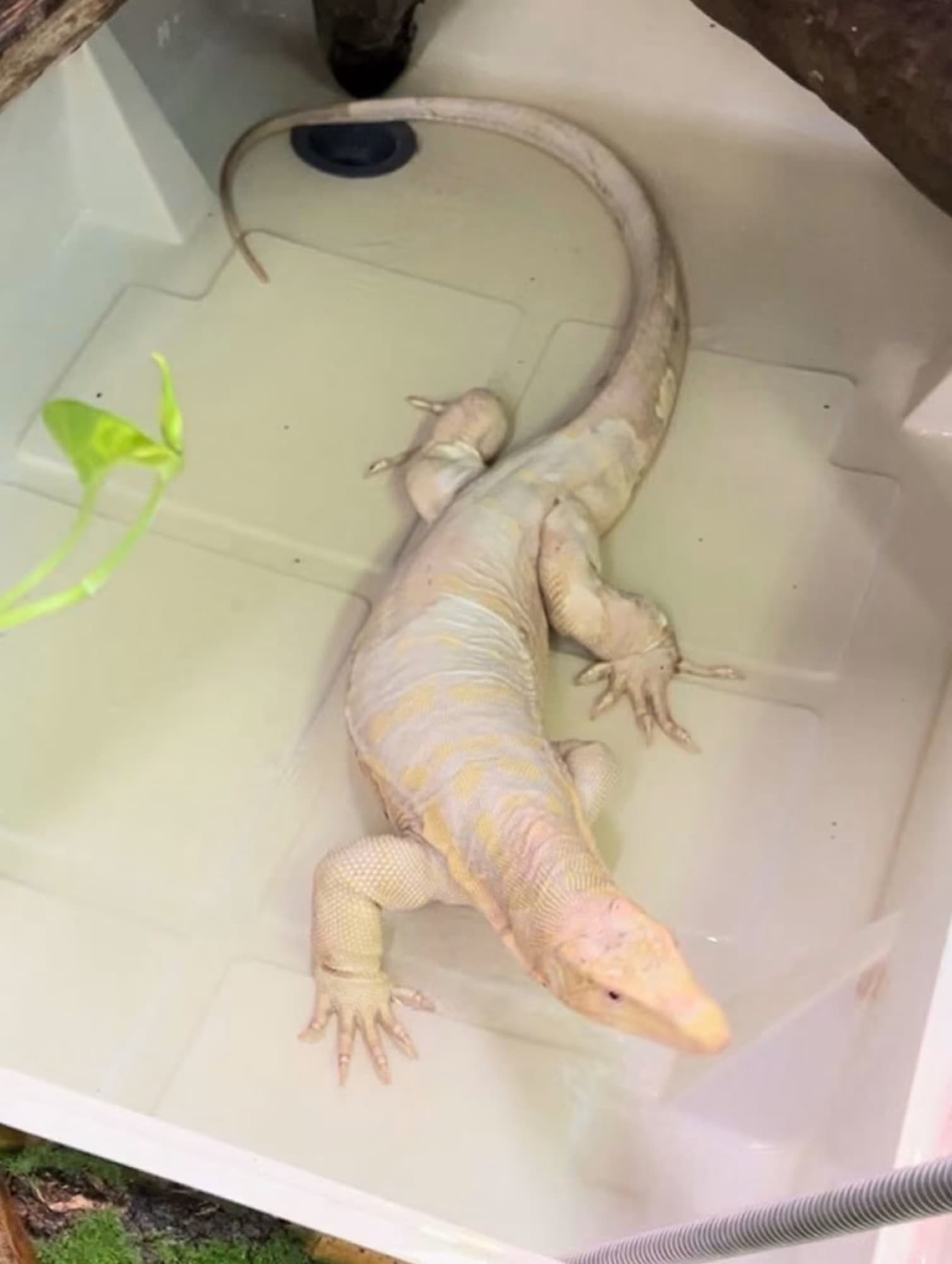 Ice Dragon high-white water monitor
