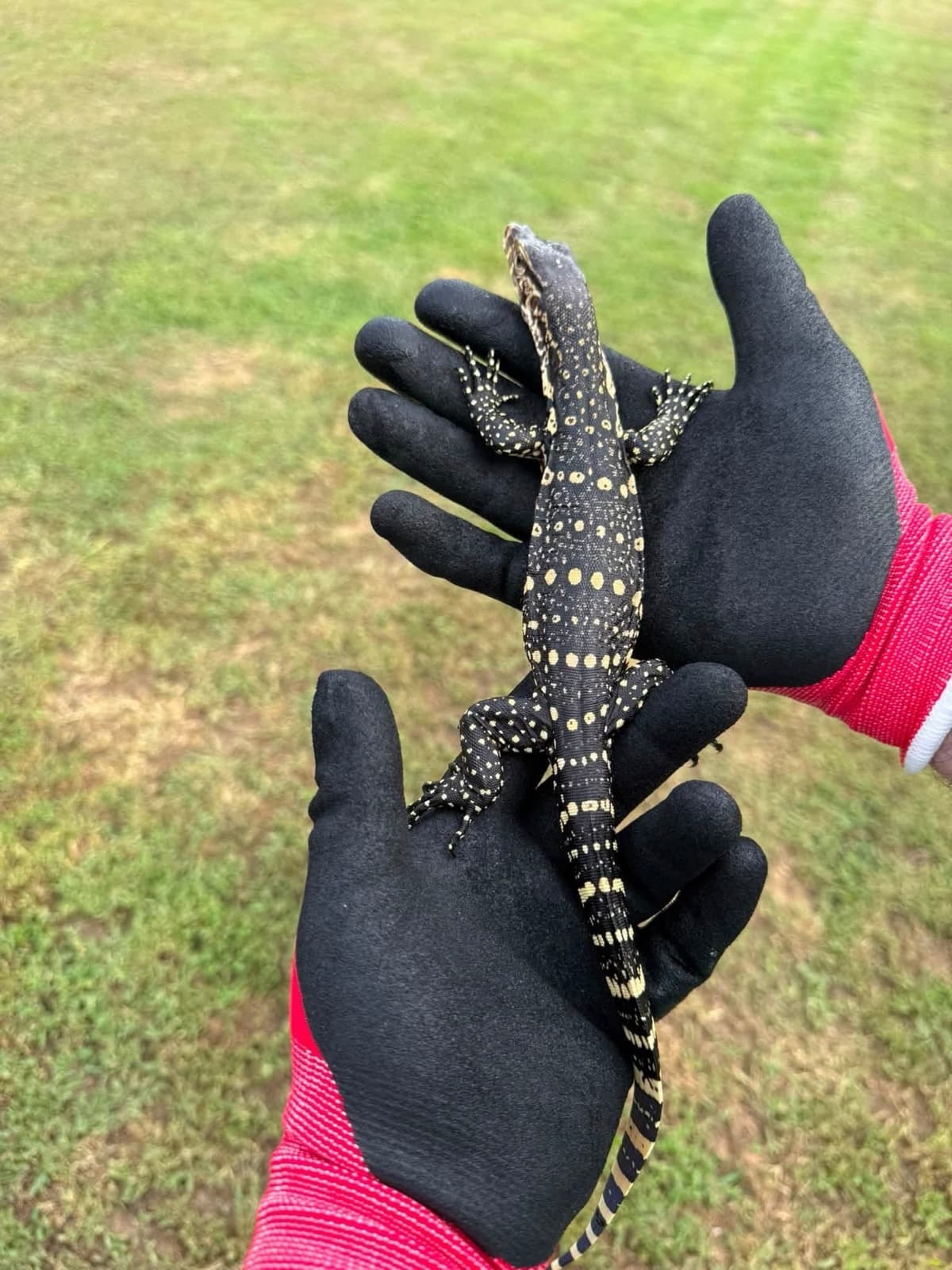 Why water monitors