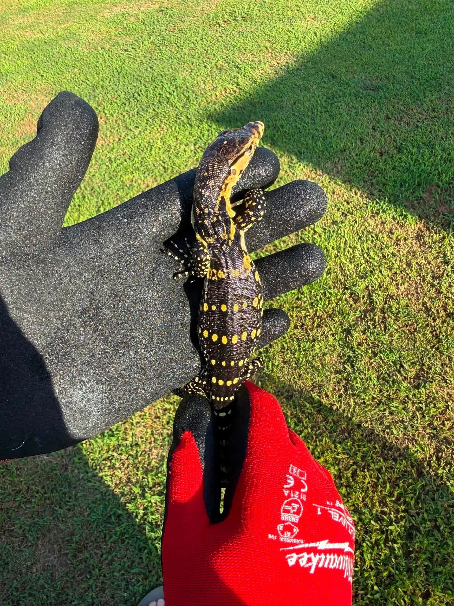 Normal Type 100% Het T- Albino