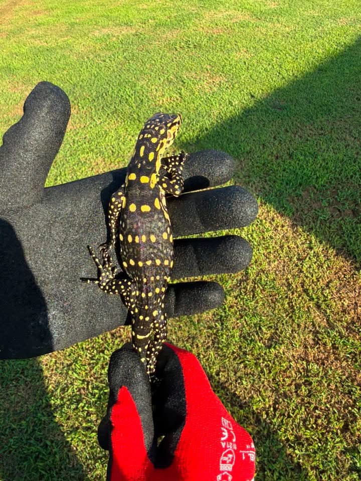 Guru 100% Het T- Albino