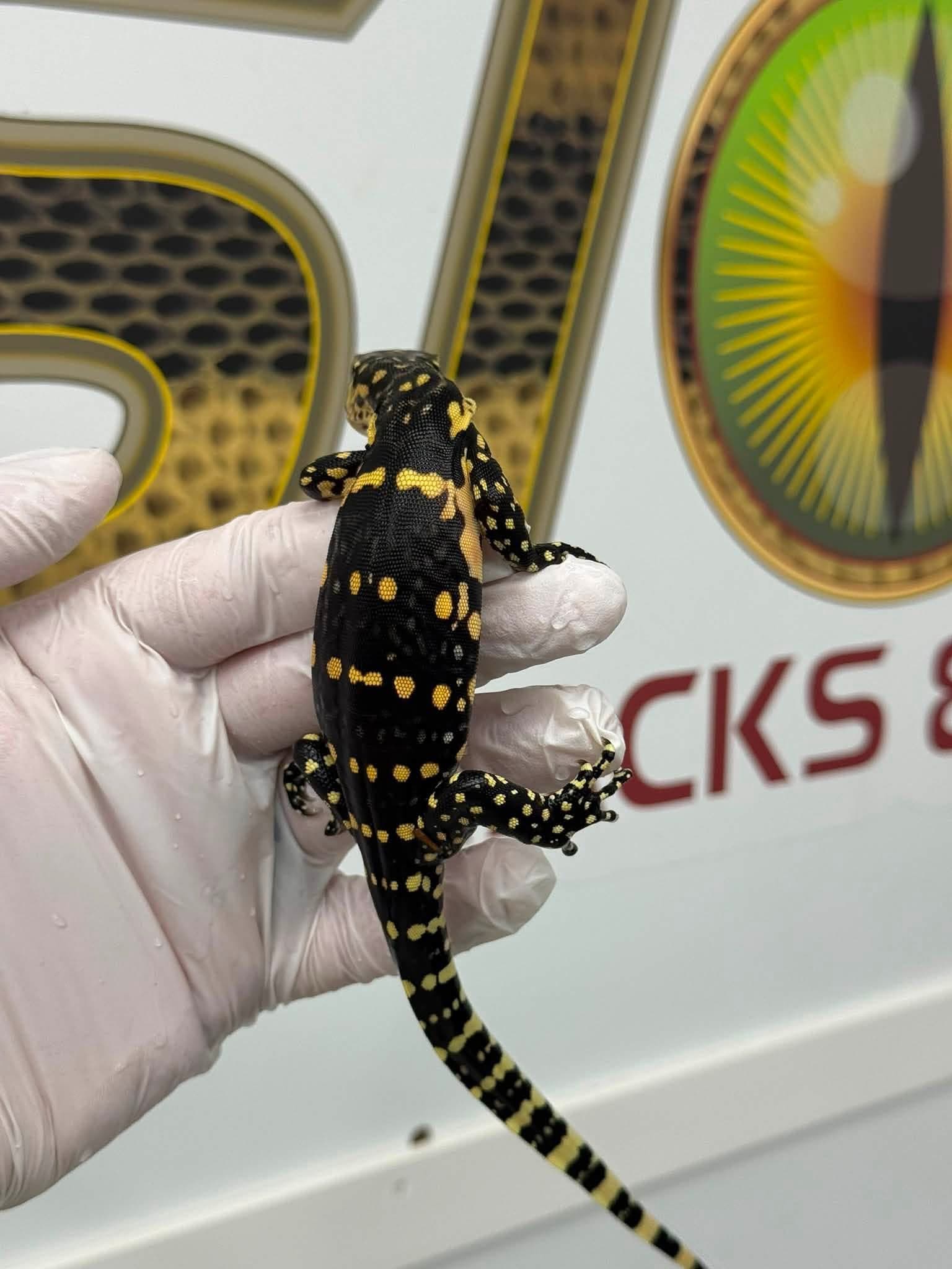 Guru 100% Het T- Albino
