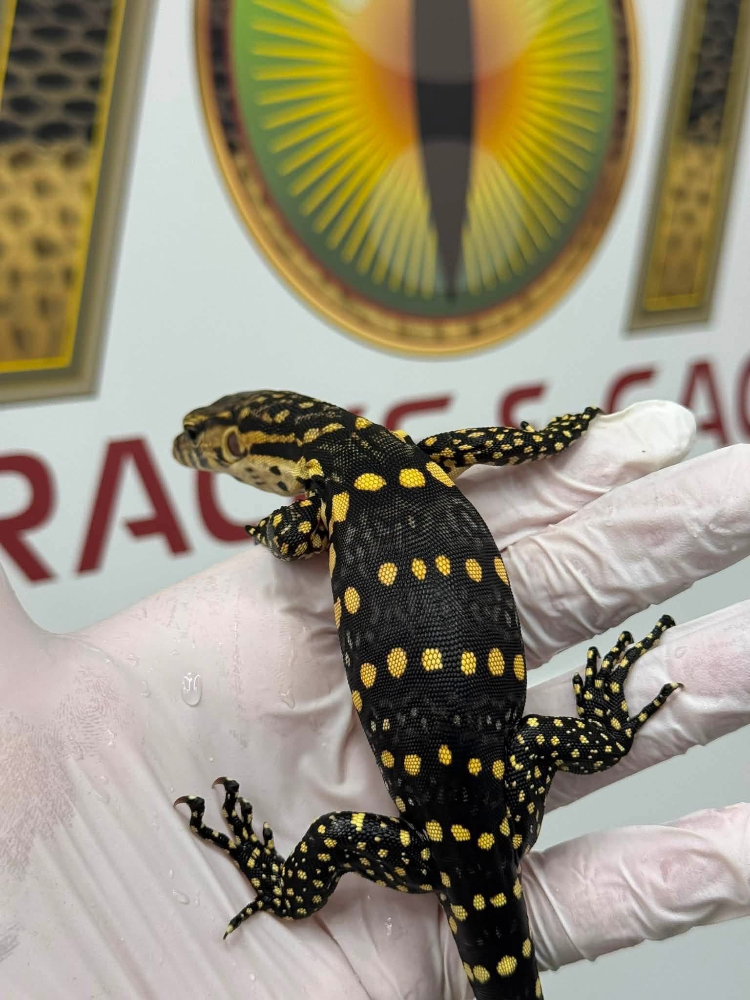 Guru 100% Het T- Albino