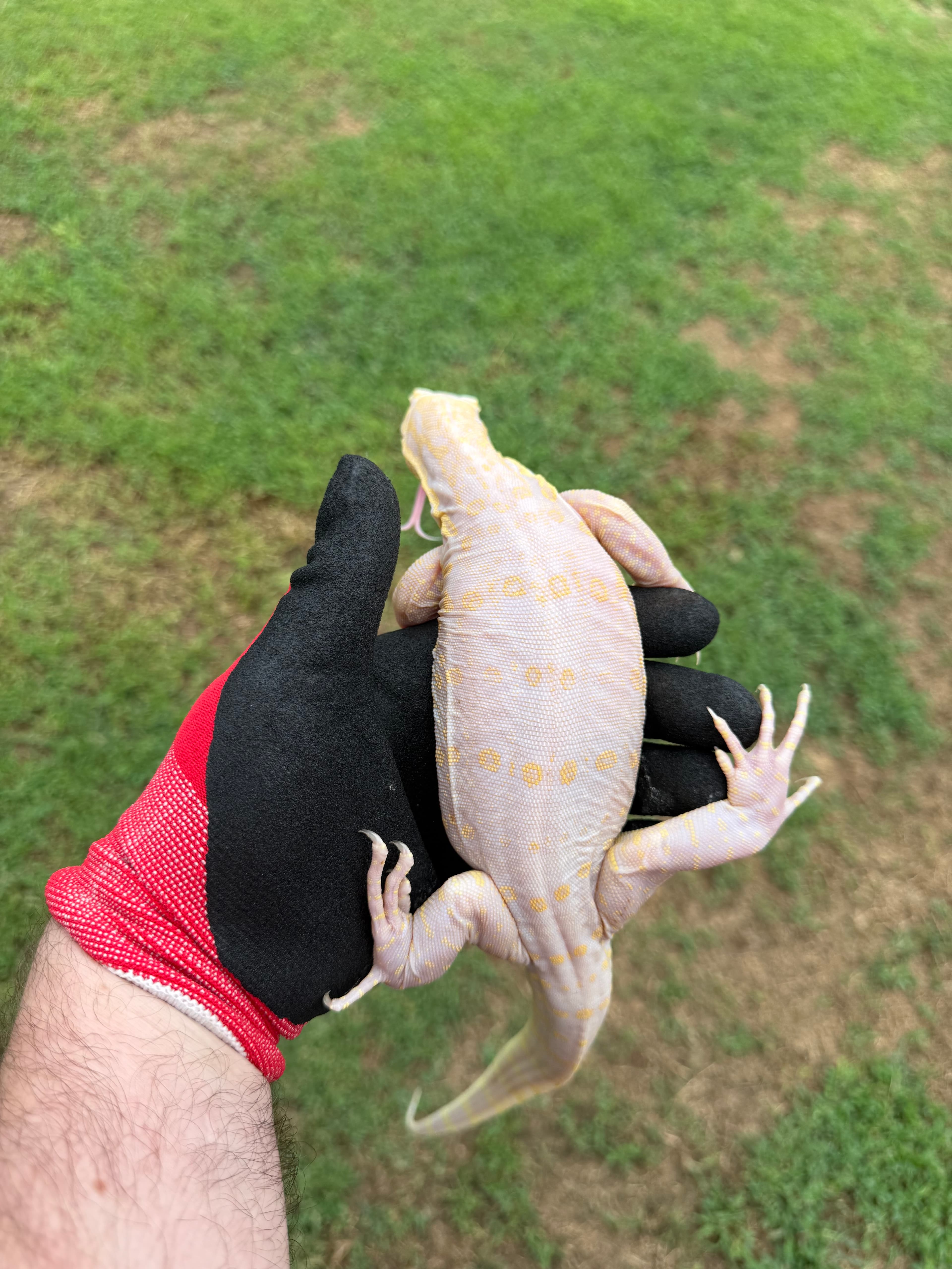 6 Month Old Probable Female Ice Dragon